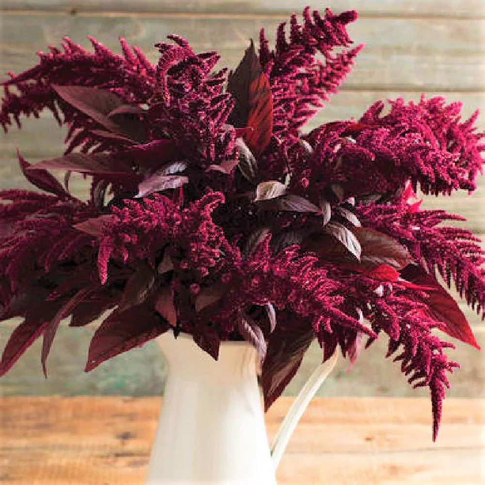 Red Garnet Amaranth - Image 5