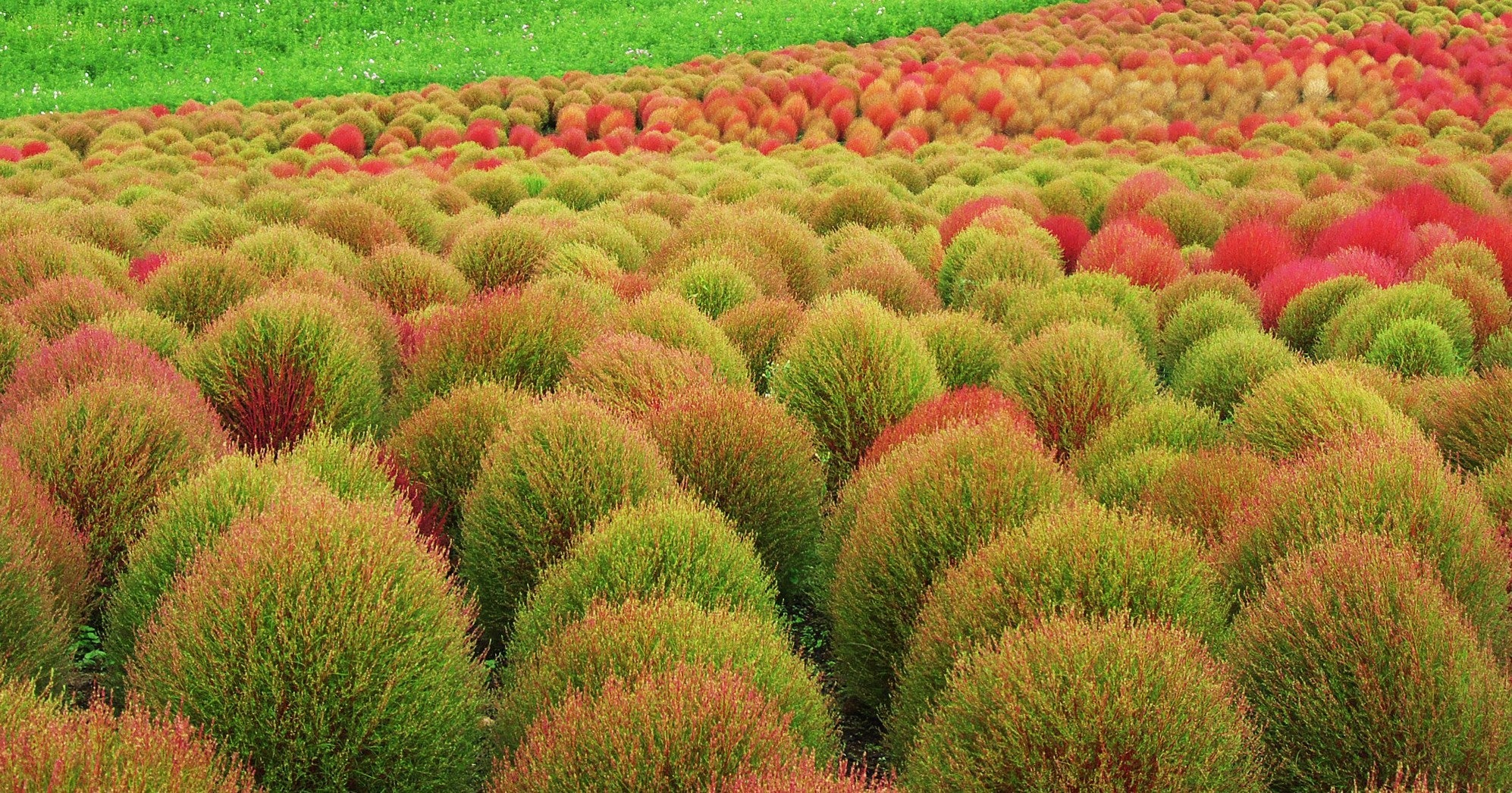 Red Globe Burning Bush - Image 10