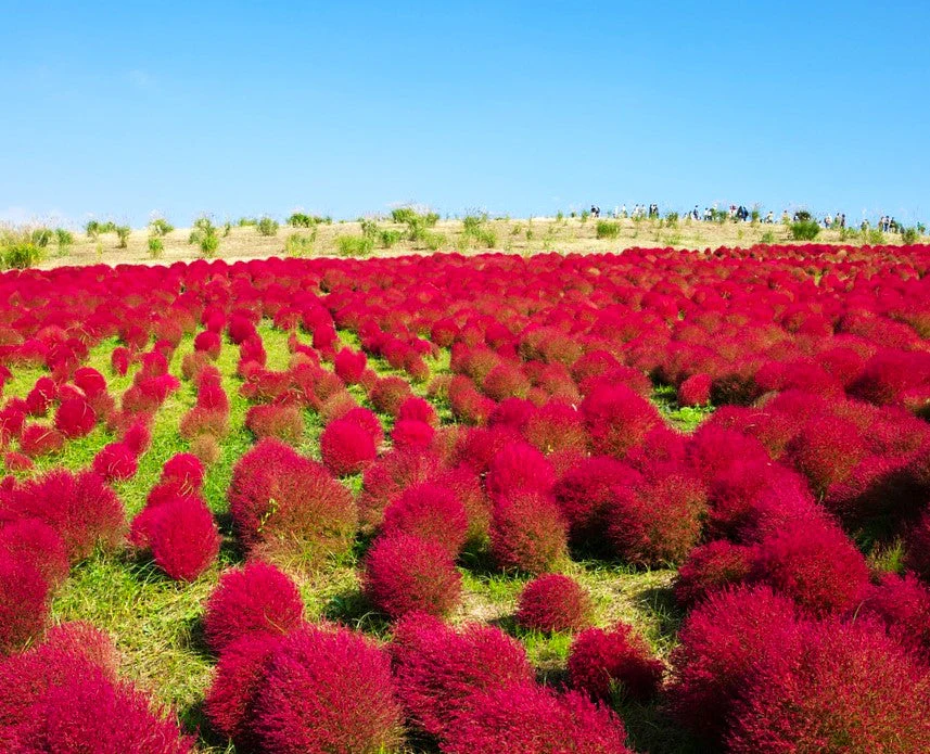 Red Globe Burning Bush - Image 2