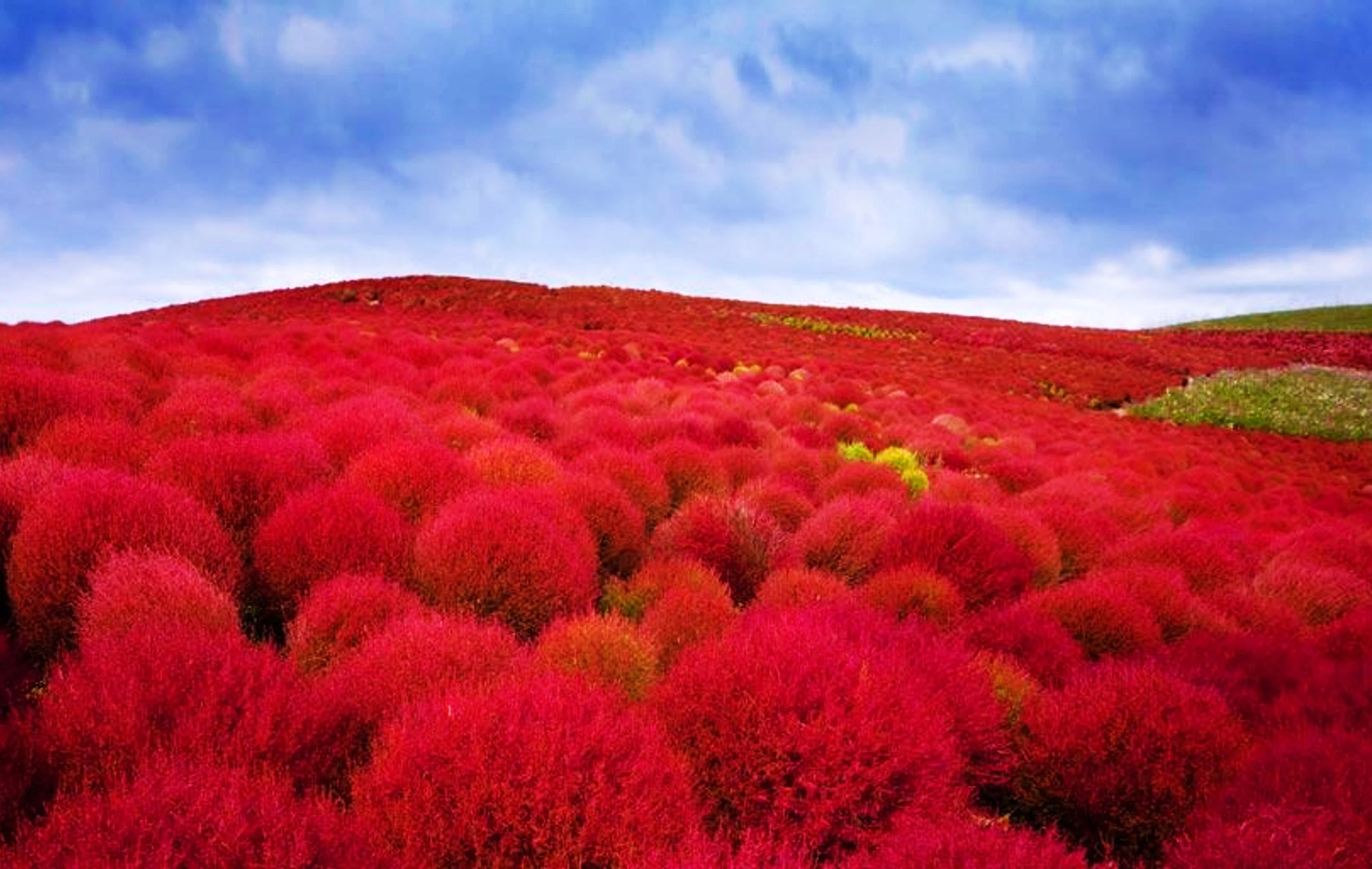 Red Globe Burning Bush - Image 3