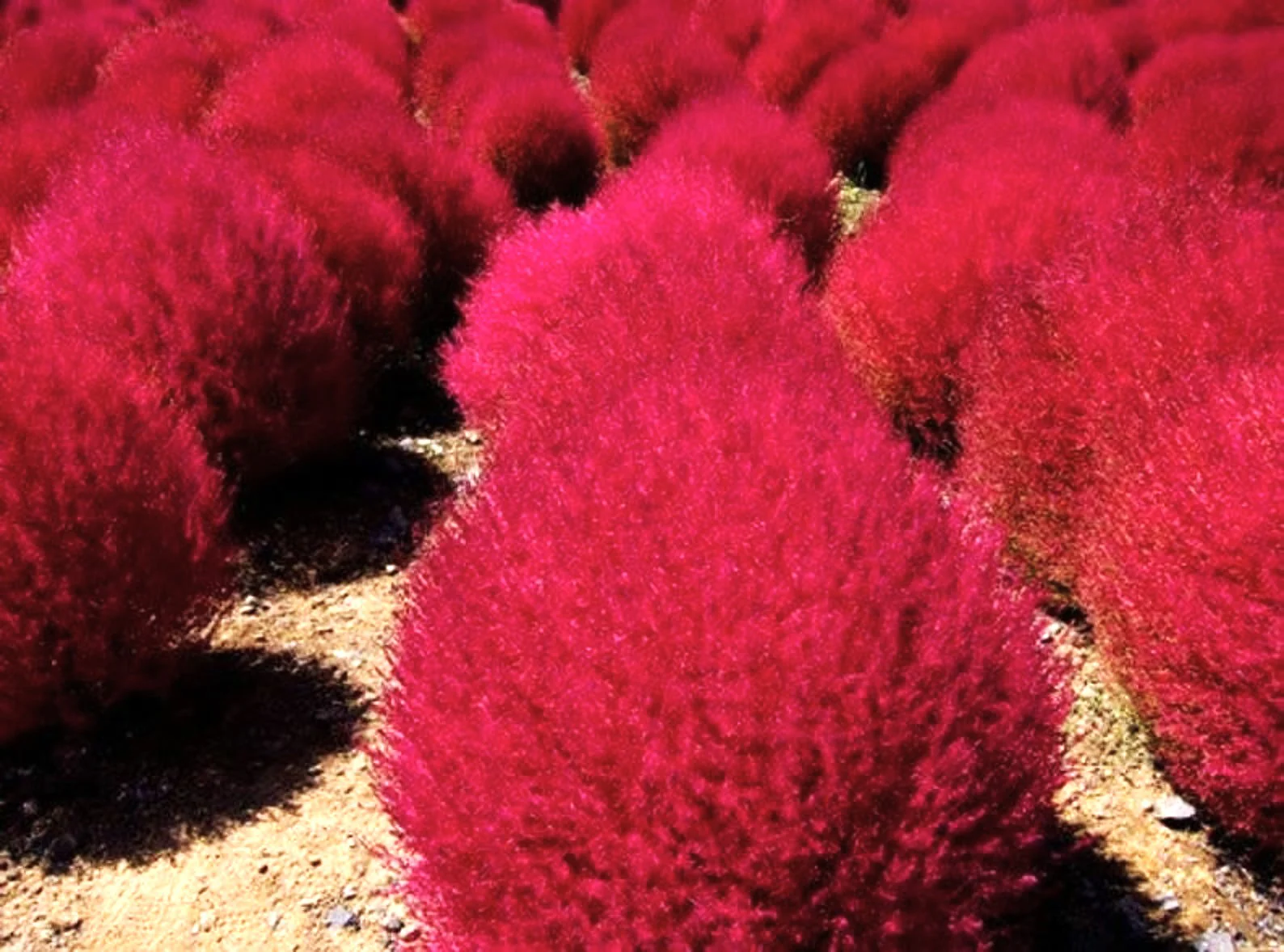 Red Globe Burning Bush - Image 4