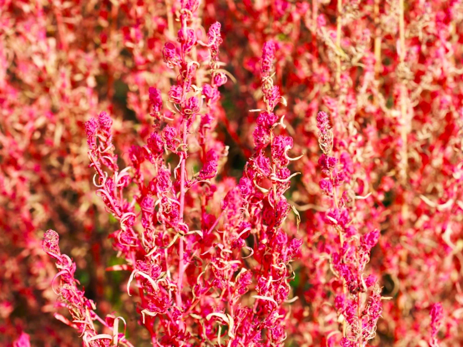 Red Globe Burning Bush - Image 6
