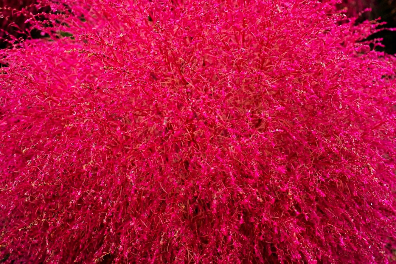 Red Globe Burning Bush - Image 7