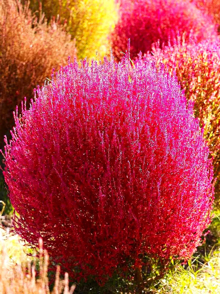 Red Globe Burning Bush - Image 8