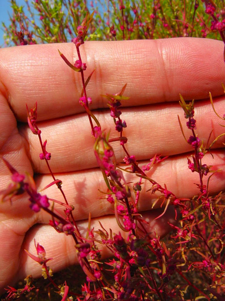 Red Globe Burning Bush - Image 9