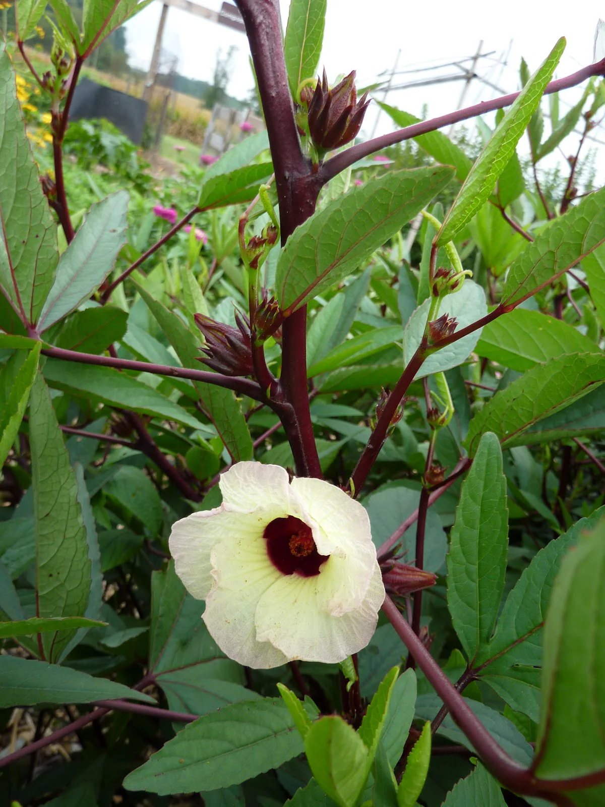 Red Hibiscus Roselle - Image 3