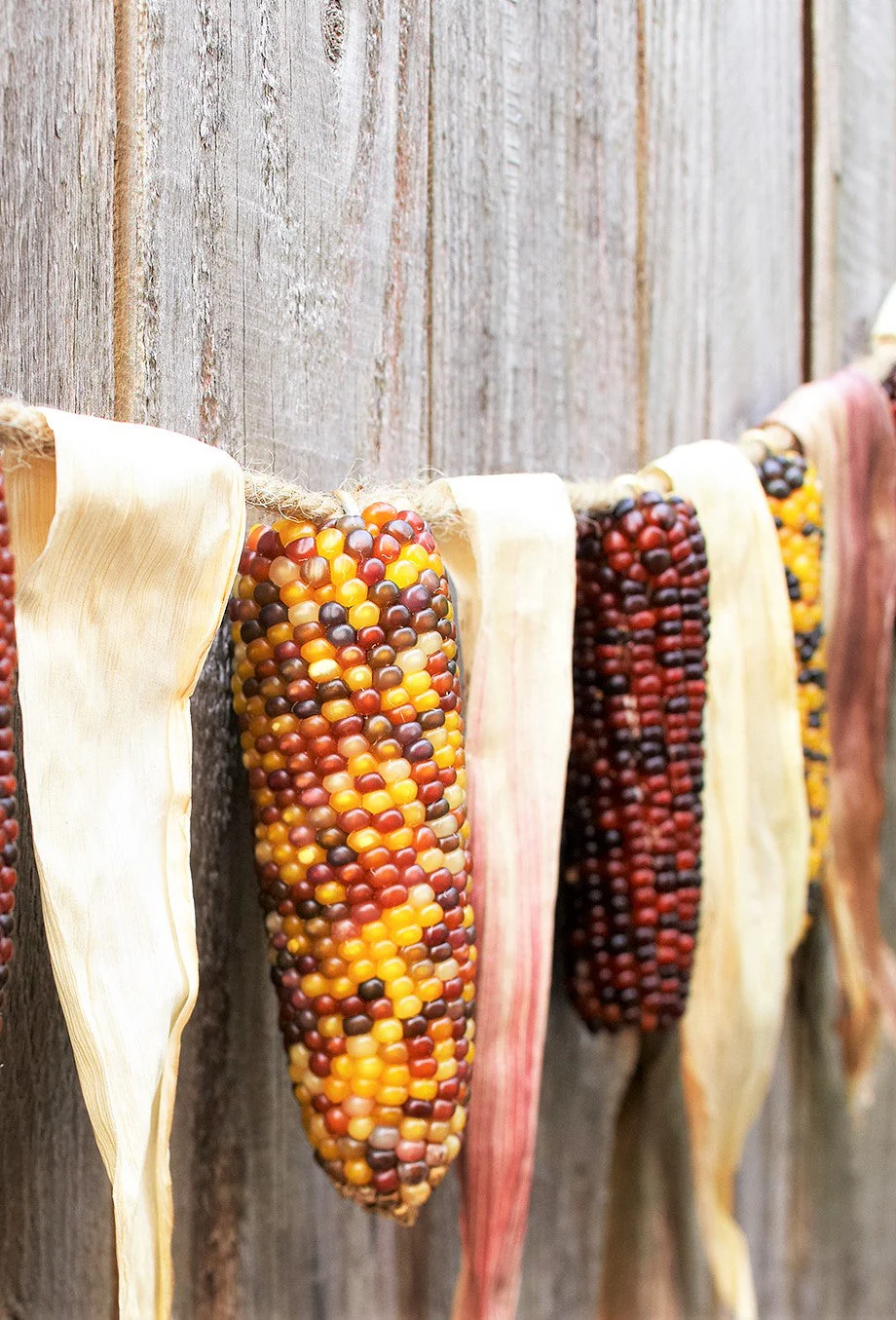 Red Husk Rainbow Ornamental Corn - Image 10