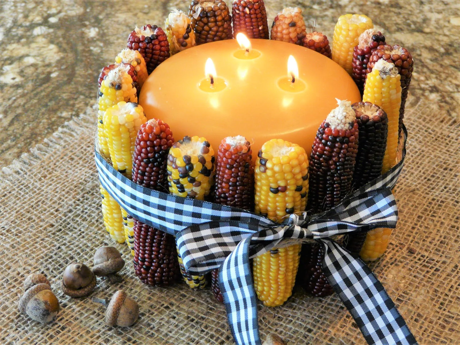 Red Husk Rainbow Ornamental Corn - Image 11