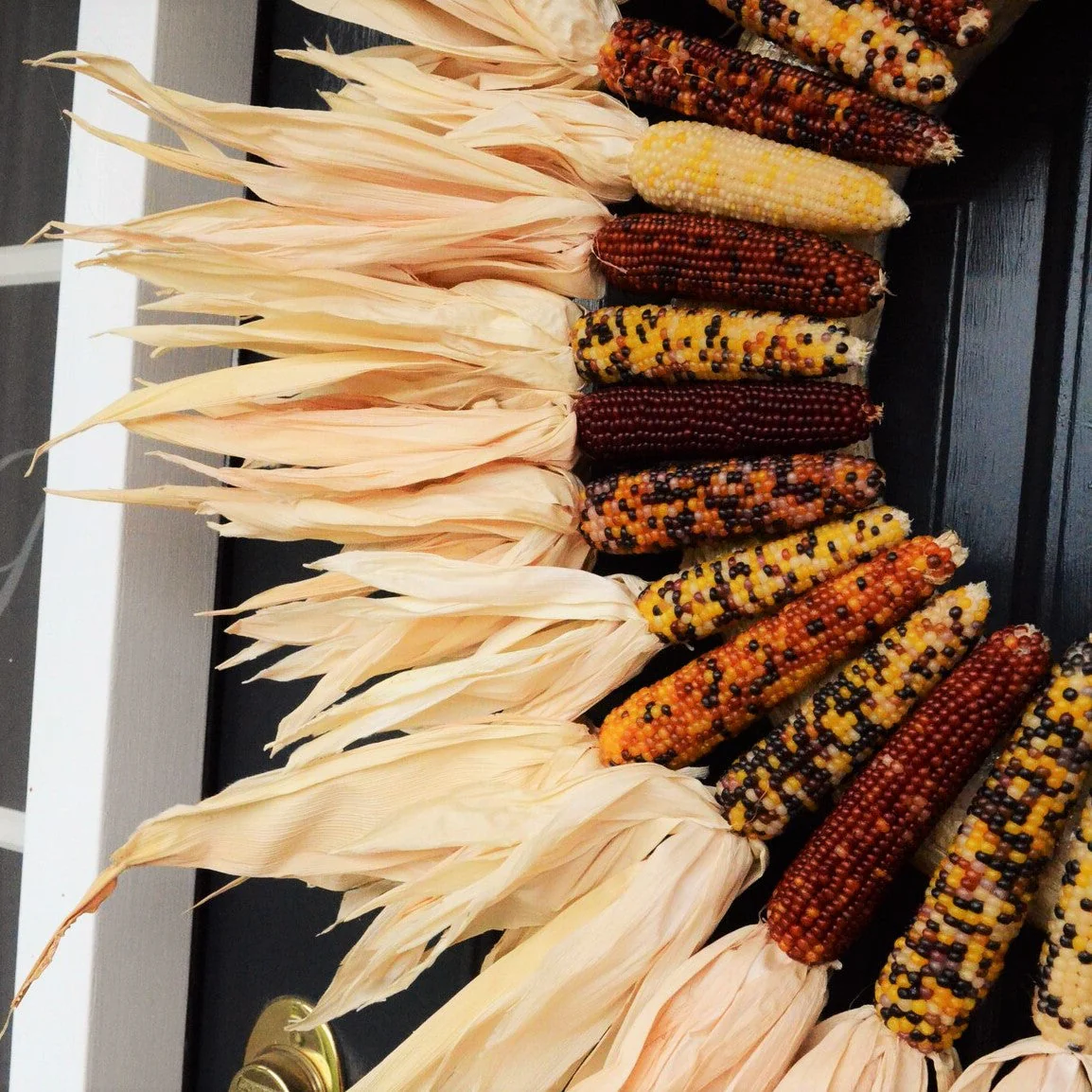Red Husk Rainbow Ornamental Corn - Image 12