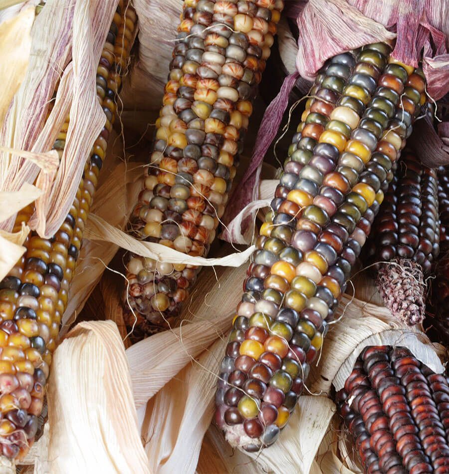 Red Husk Rainbow Ornamental Corn - Image 3