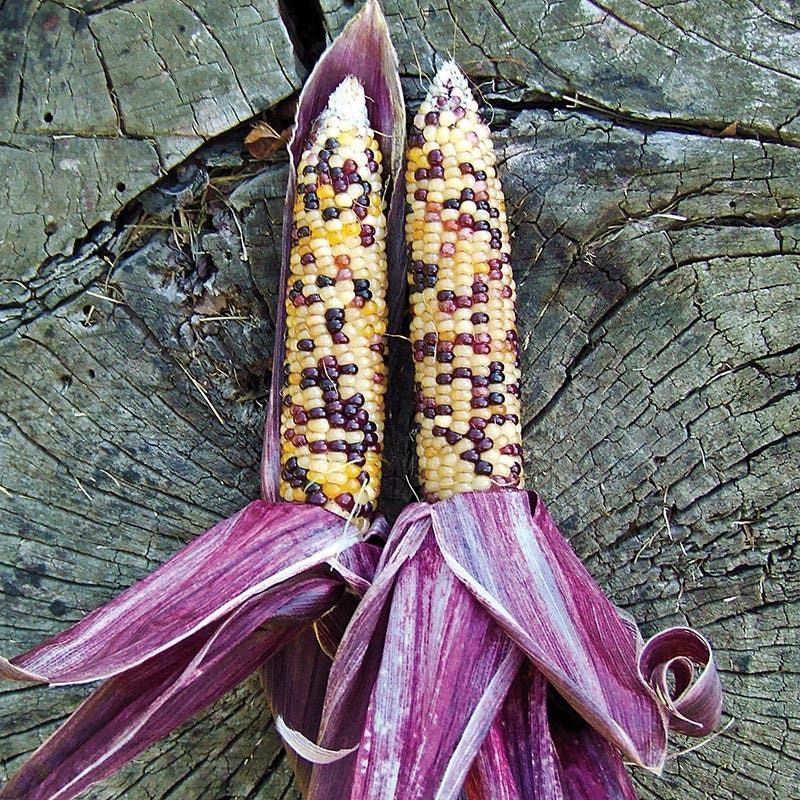 Red Husk Rainbow Ornamental Corn - Image 4