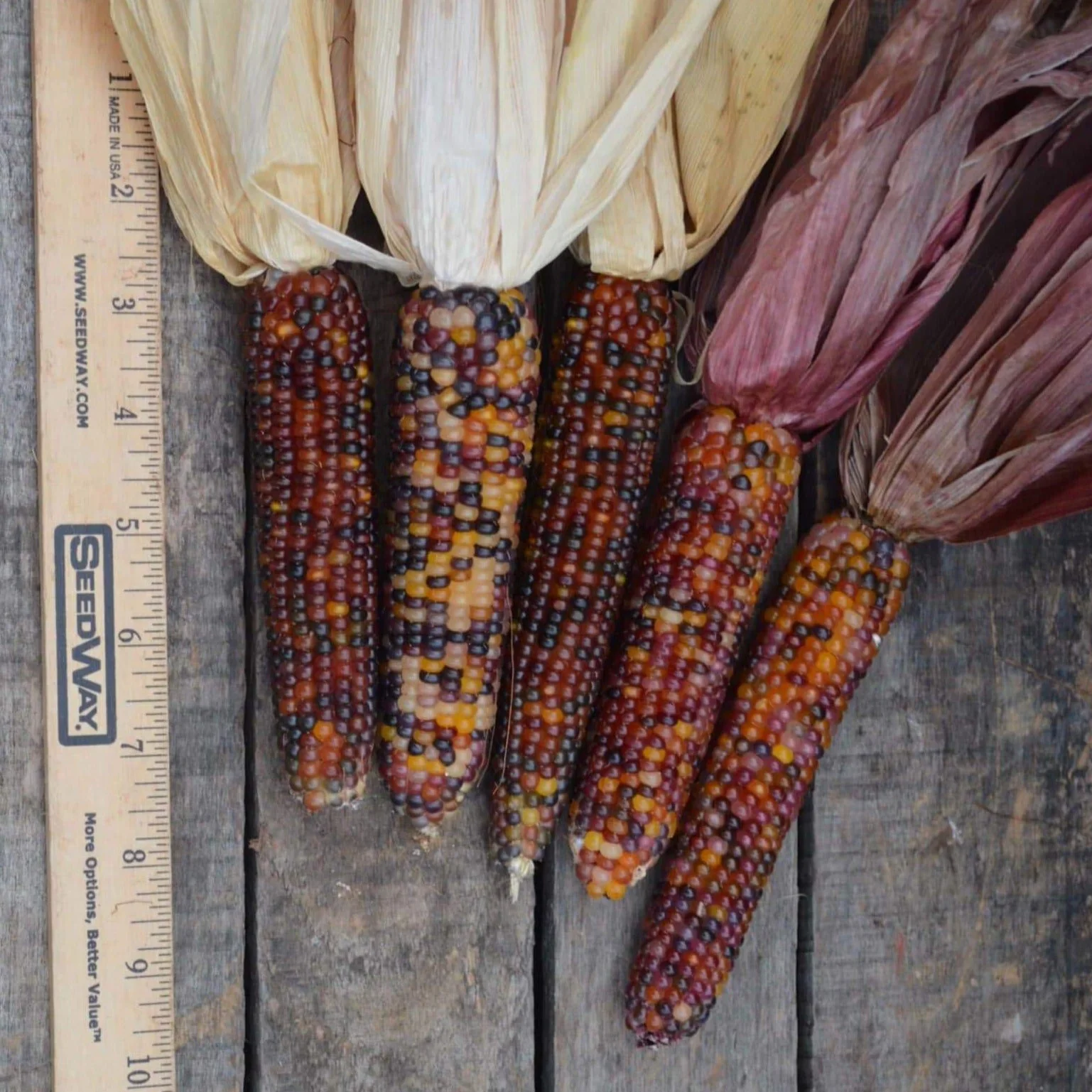 Red Husk Rainbow Ornamental Corn - Image 5