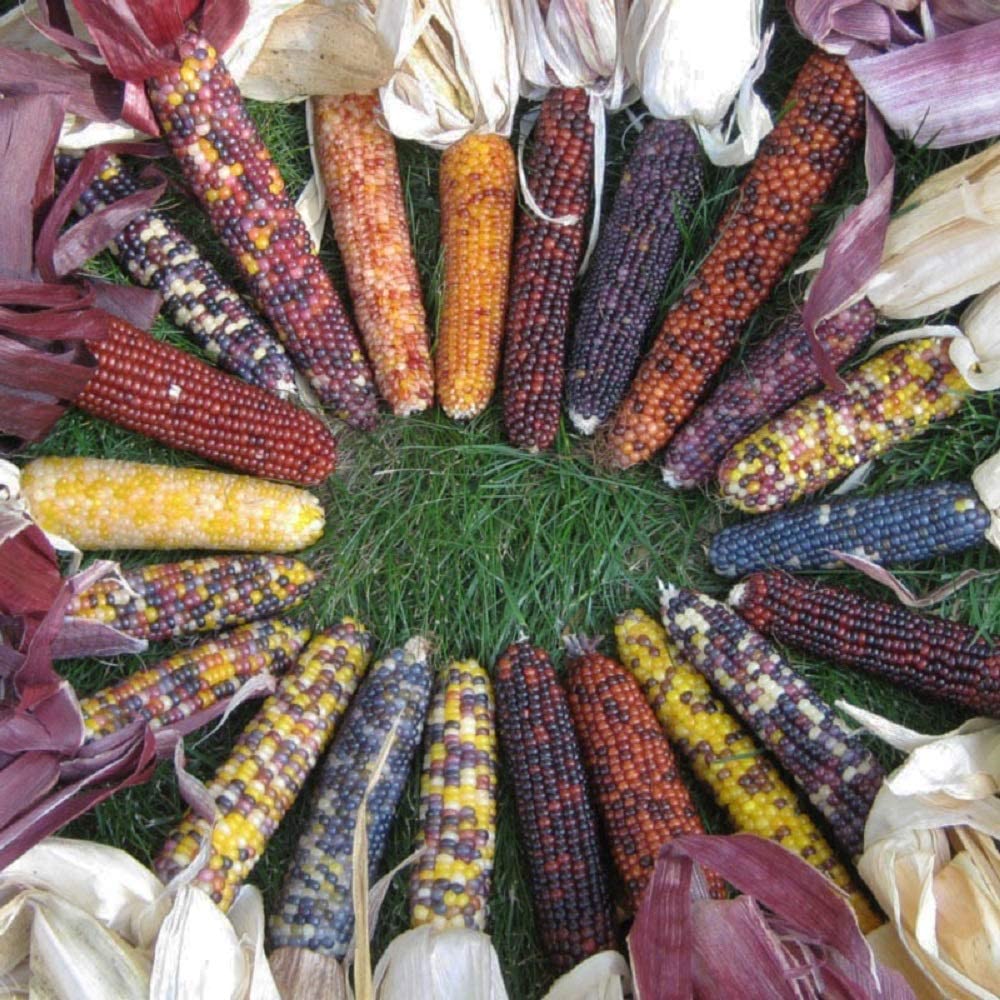 Red Husk Rainbow Ornamental Corn - Image 6