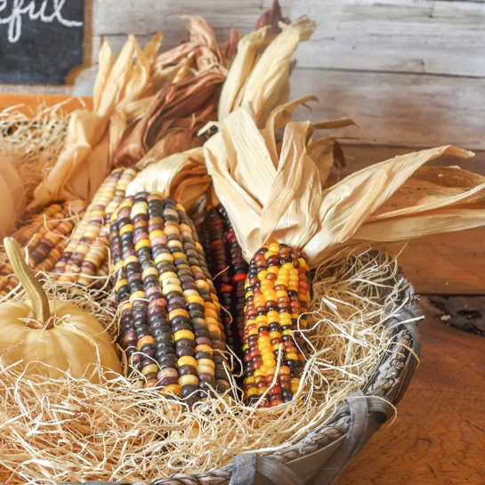 Red Husk Rainbow Ornamental Corn - Image 7