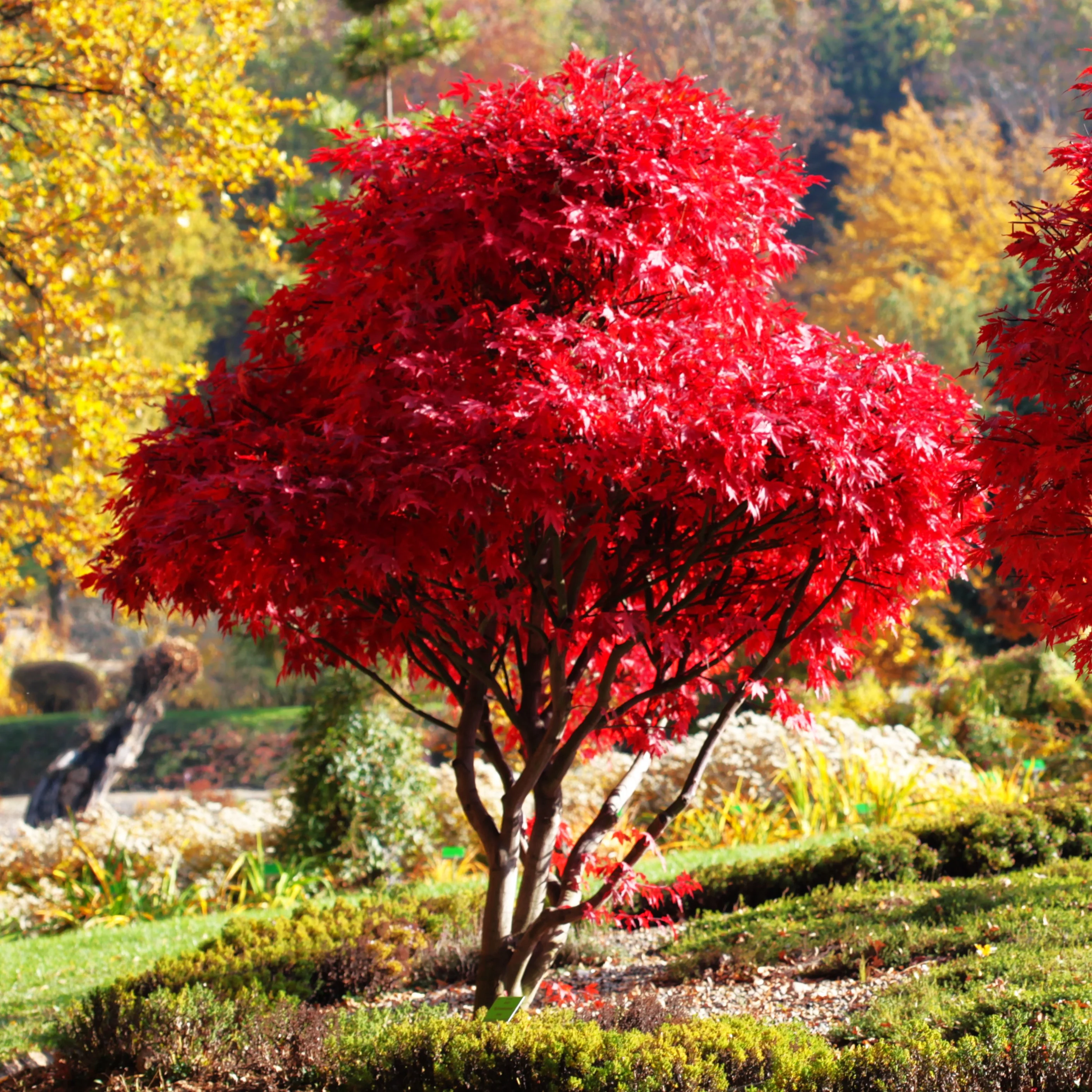 Red Japanese Maple Tree (Bloodleaf)