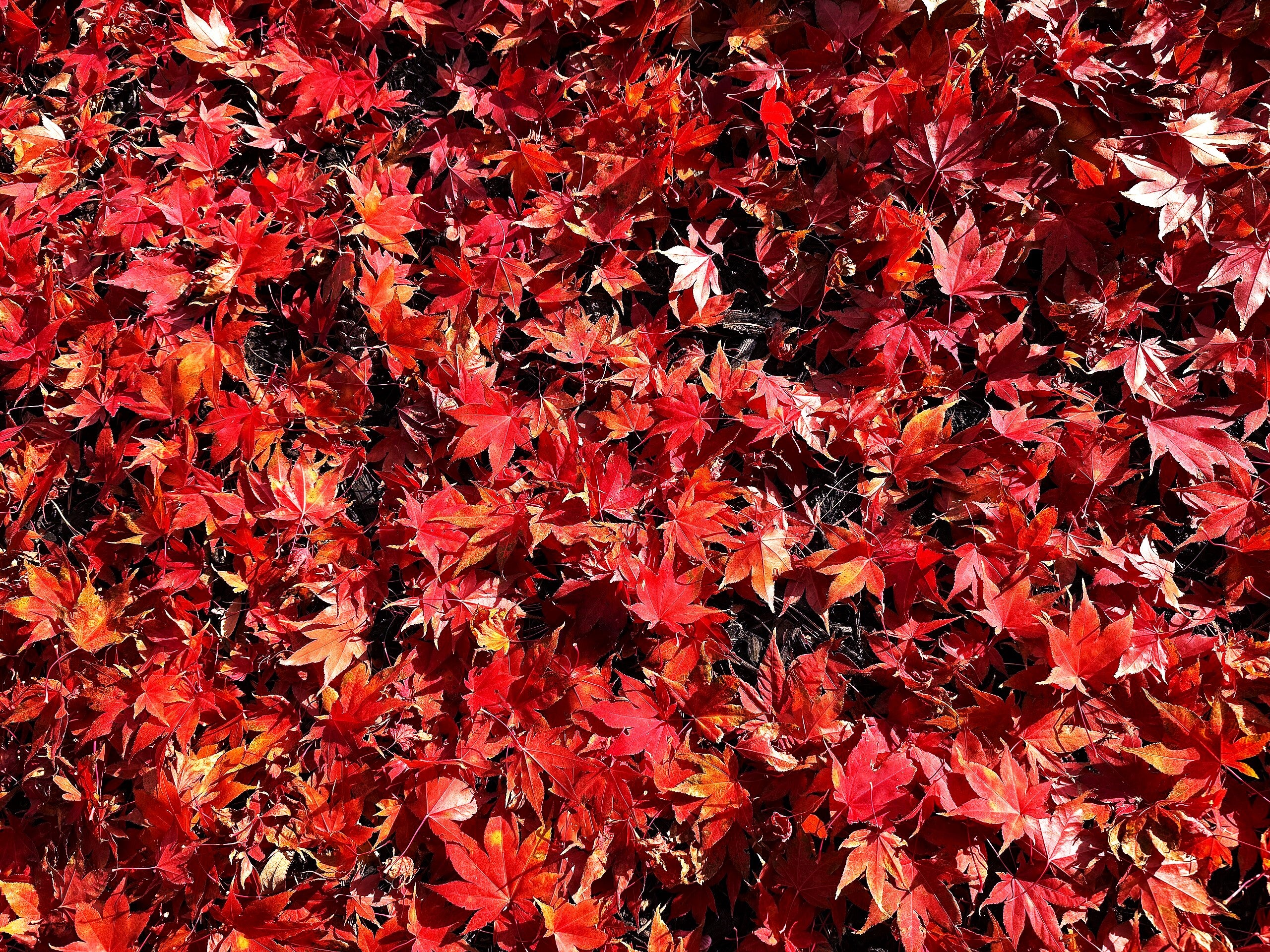 Red Japanese Maple Tree (Bloodleaf) - Image 10