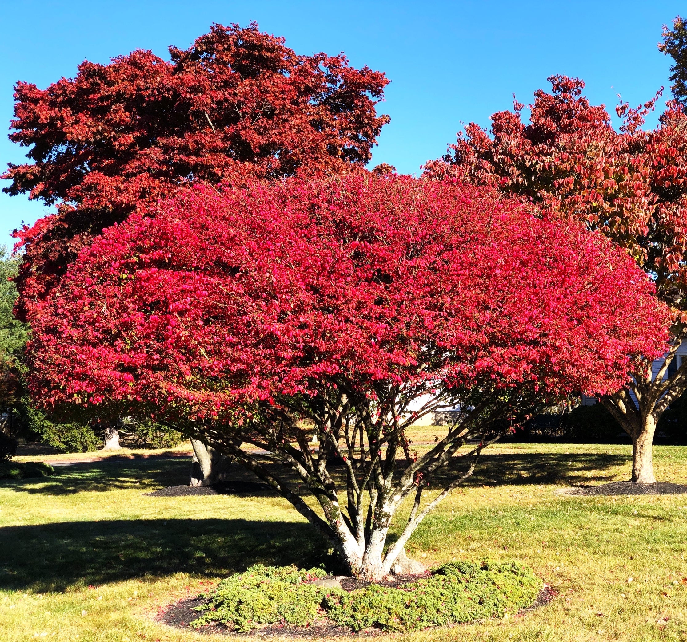 Red Japanese Maple Tree (Bloodleaf) - Image 2