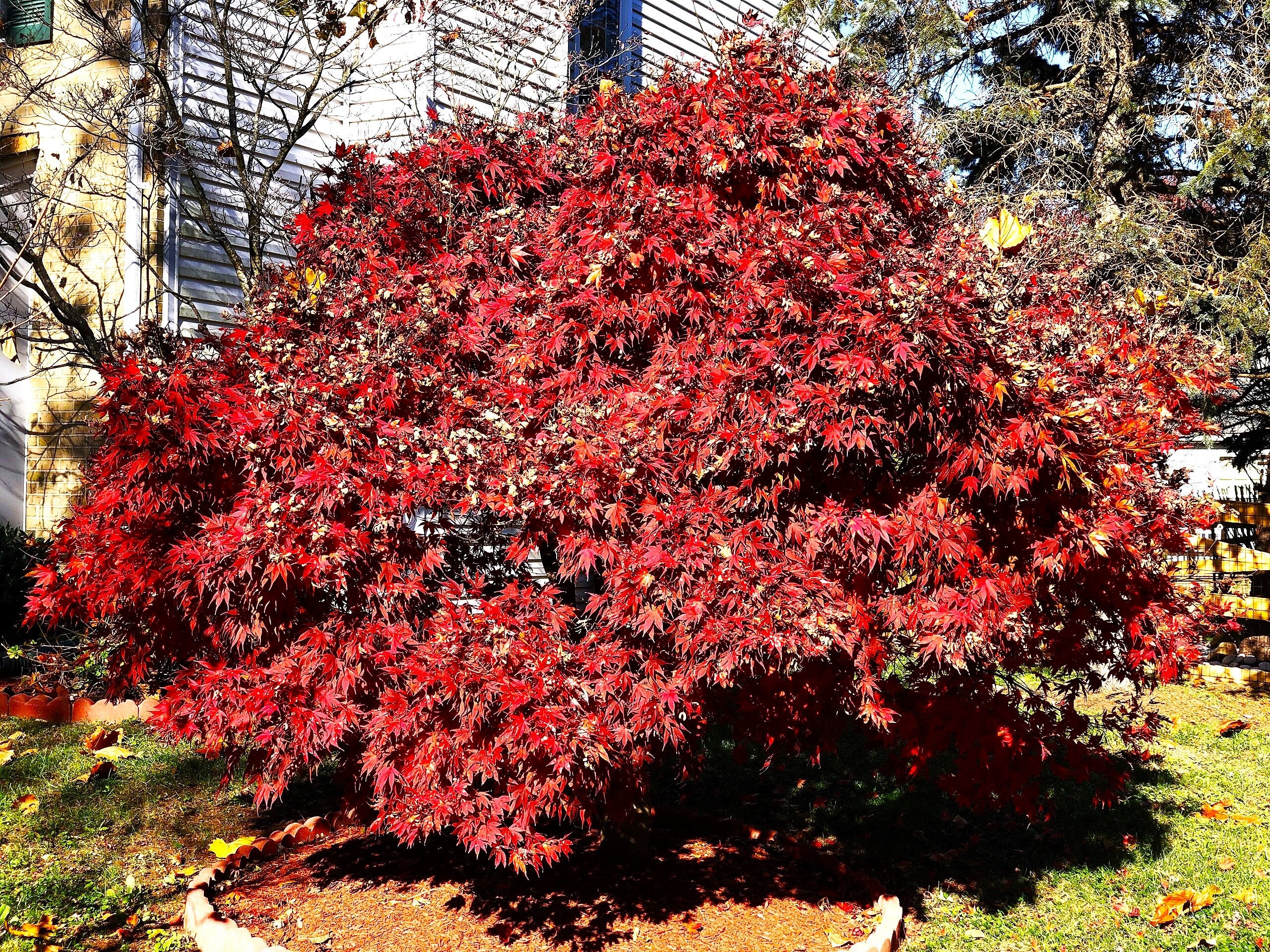 Red Japanese Maple Tree (Bloodleaf) - Image 3