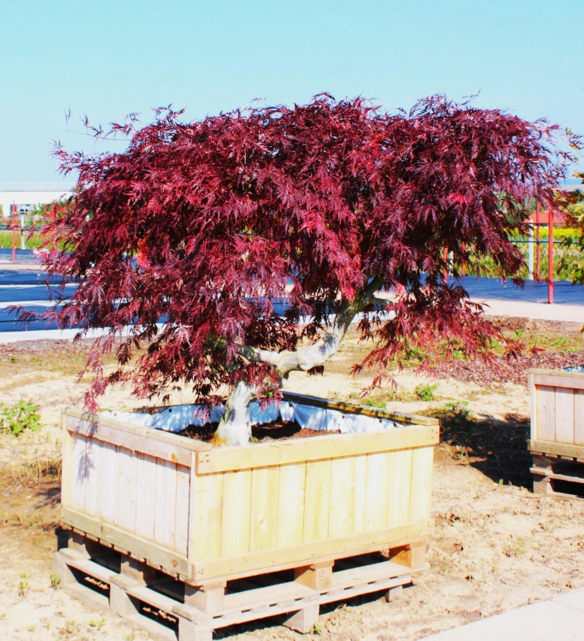 Red Japanese Maple Tree (Bloodleaf) - Image 4