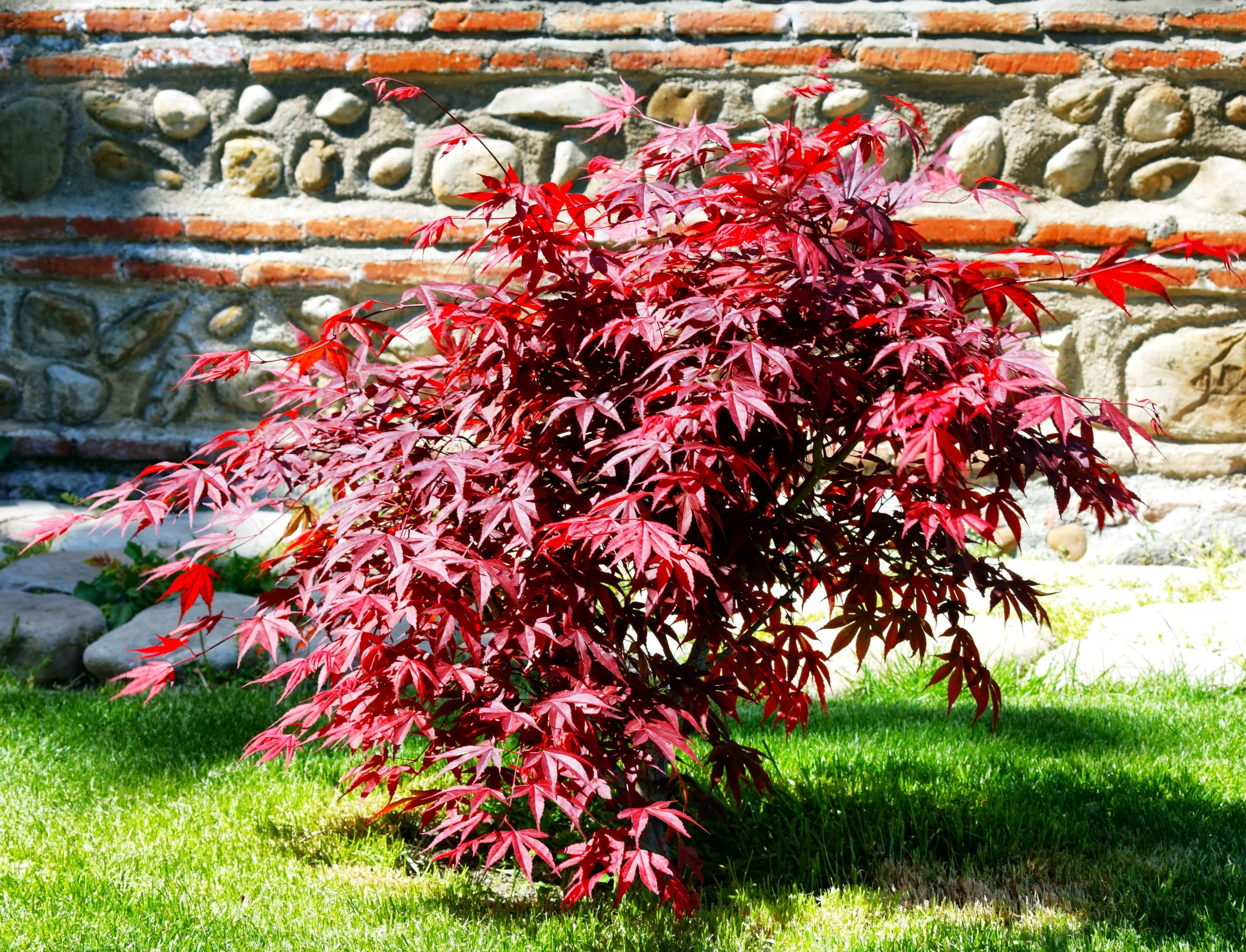 Red Japanese Maple Tree (Bloodleaf) - Image 6