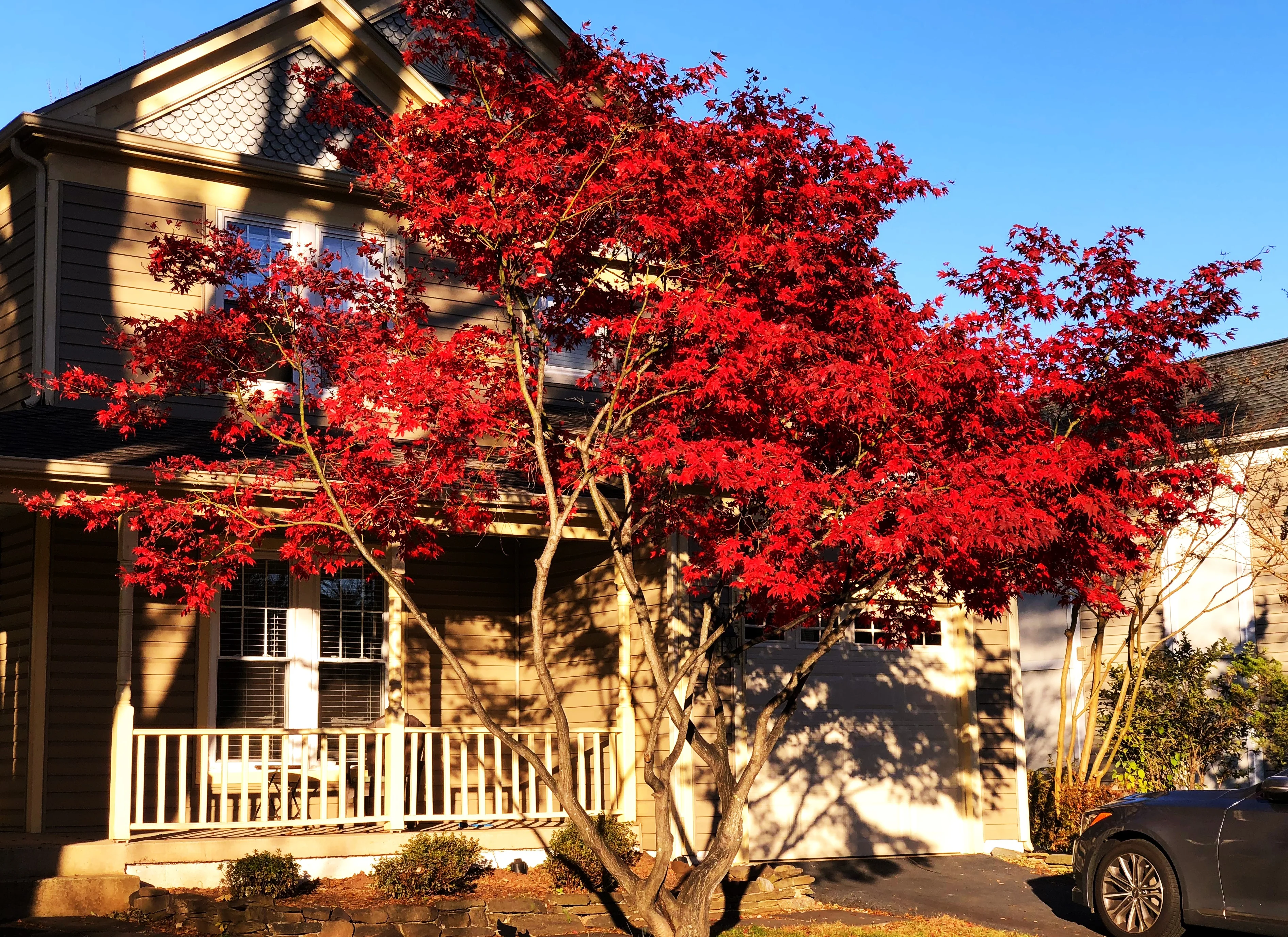Red Japanese Maple Tree (Bloodleaf) - Image 7