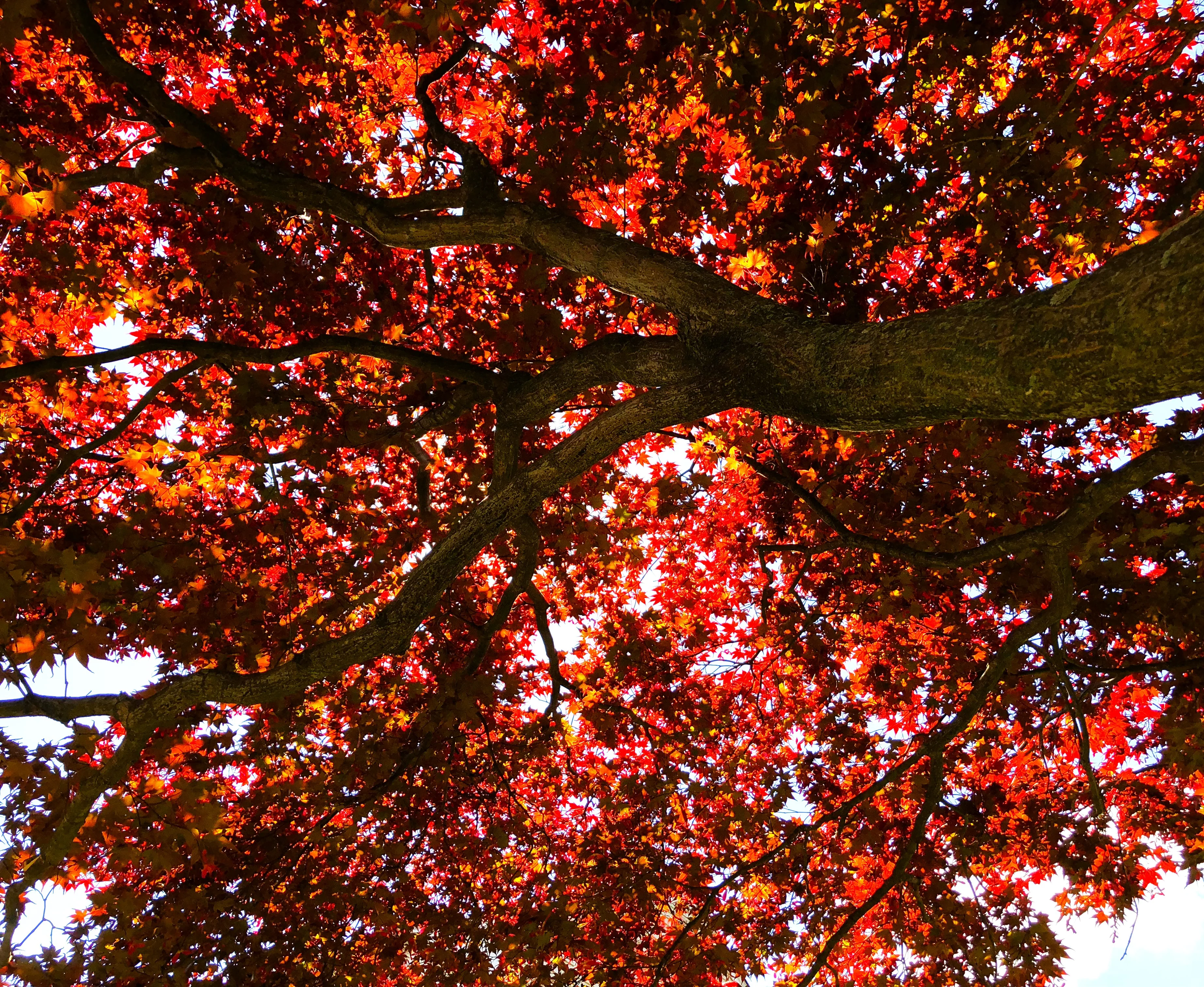 Red Japanese Maple Tree (Bloodleaf) - Image 8