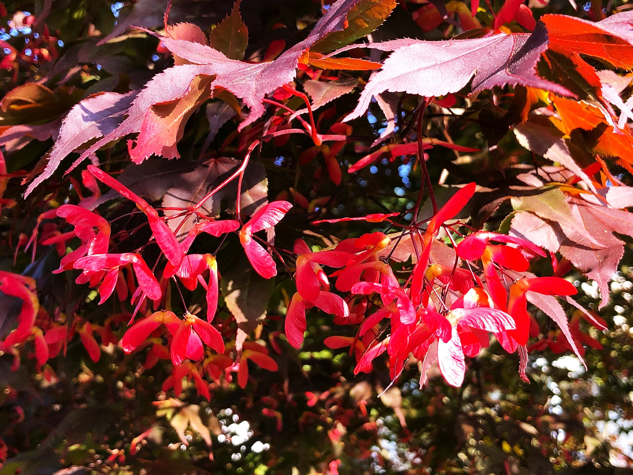 Red Japanese Maple Tree (Bloodleaf) - Image 9