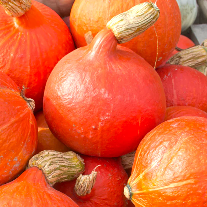 Japanese Red Kuri Squash