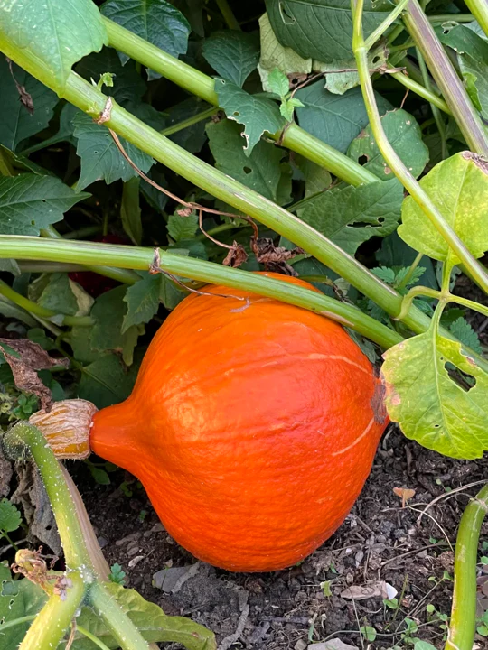 Japanese Red Kuri Squash - Image 2