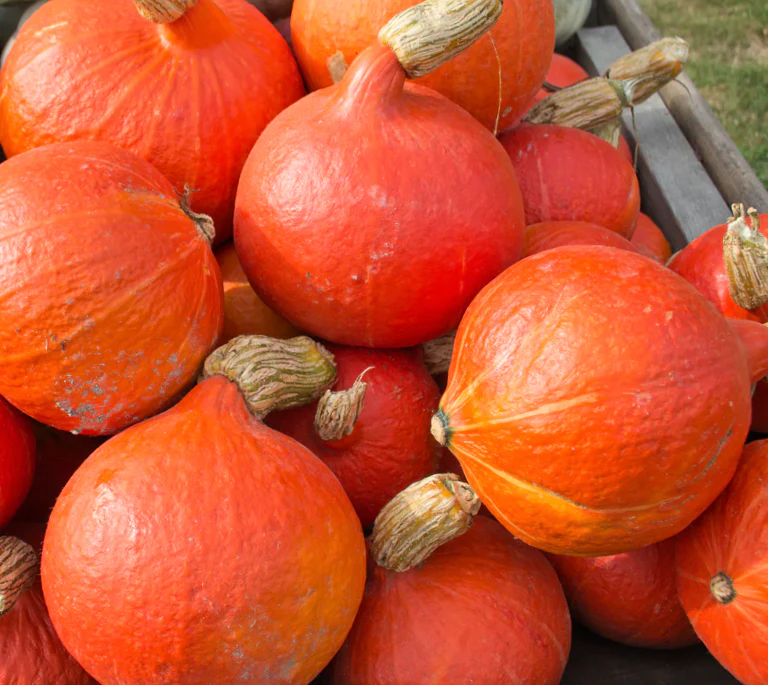 Japanese Red Kuri Squash - Image 3
