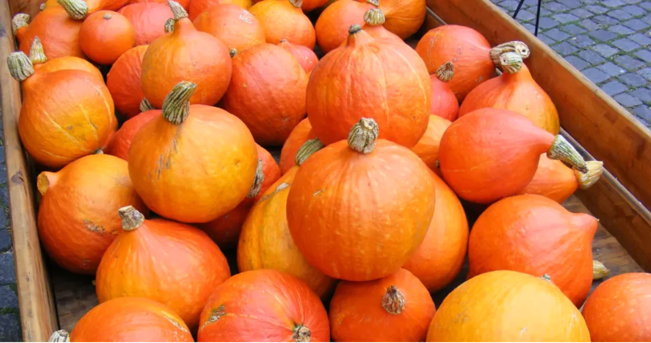 Japanese Red Kuri Squash - Image 4