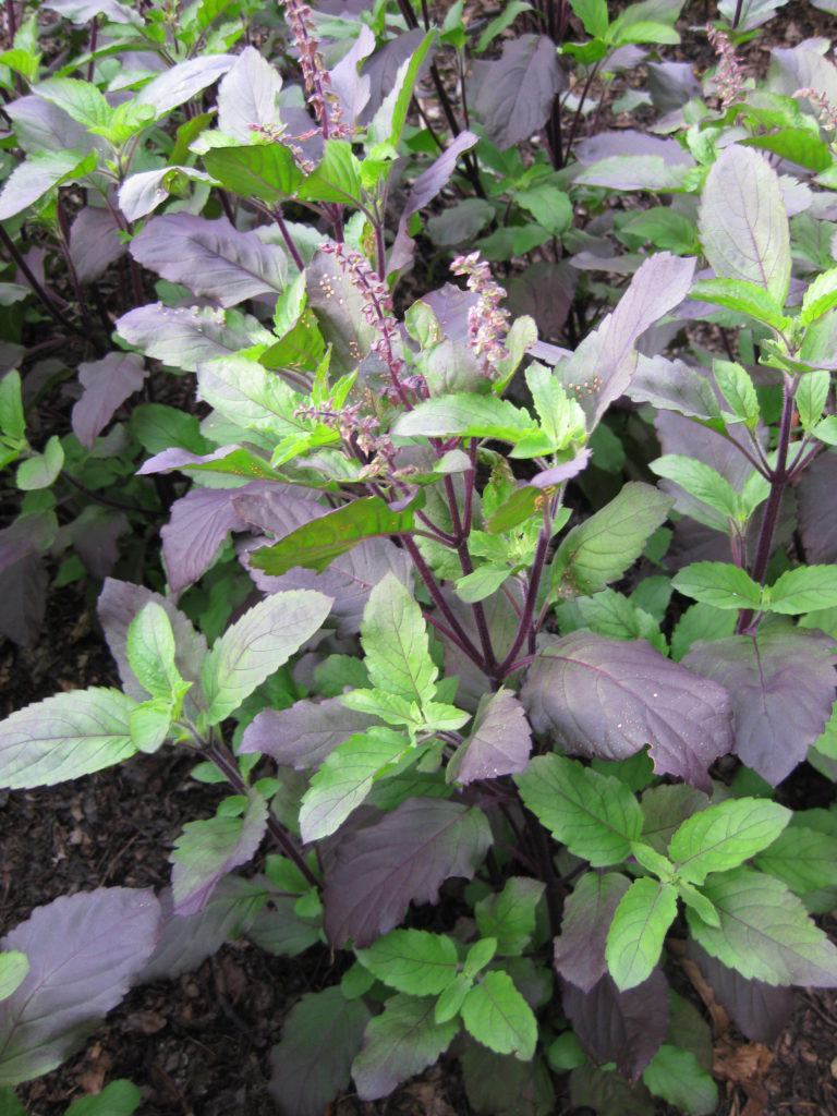 Red Leaf Holy Basil - Image 3