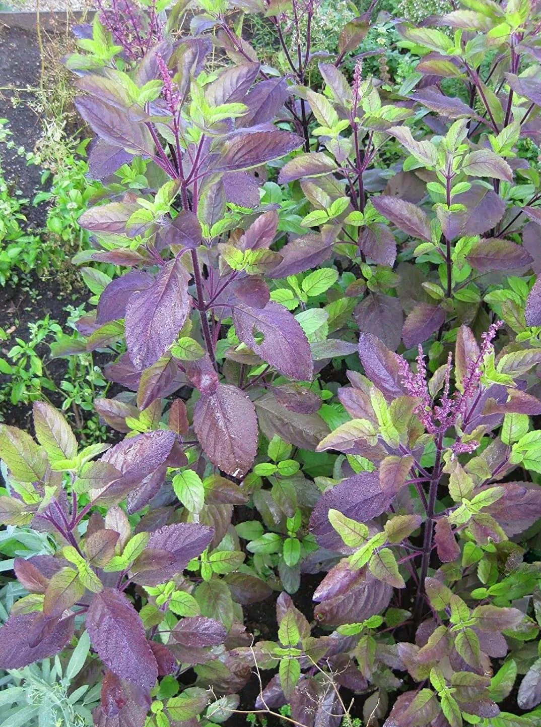 Red Leaf Holy Basil - Image 4