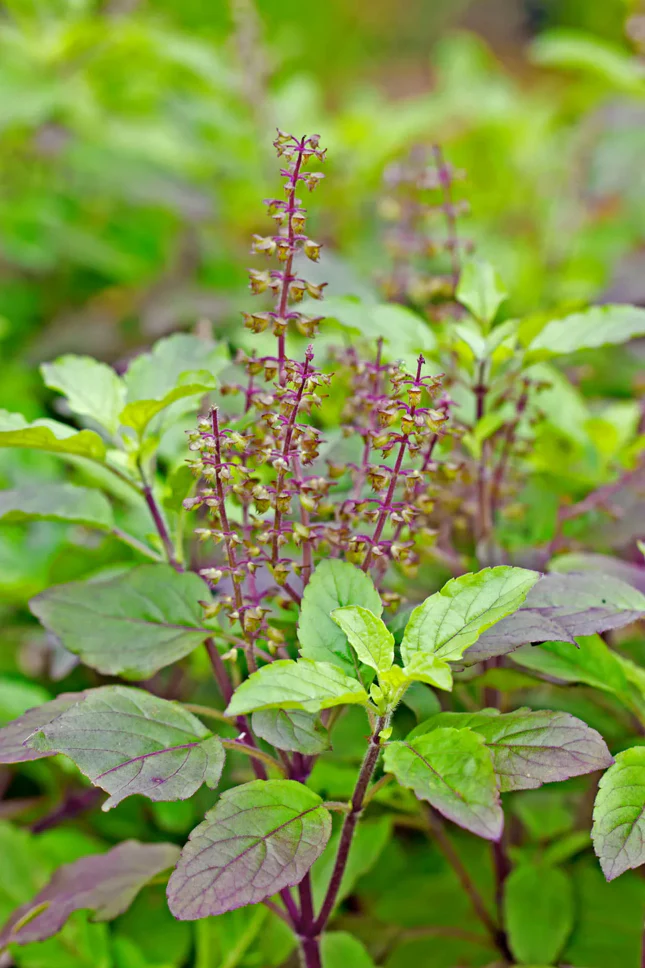 Red Leaf Holy Basil - Image 5
