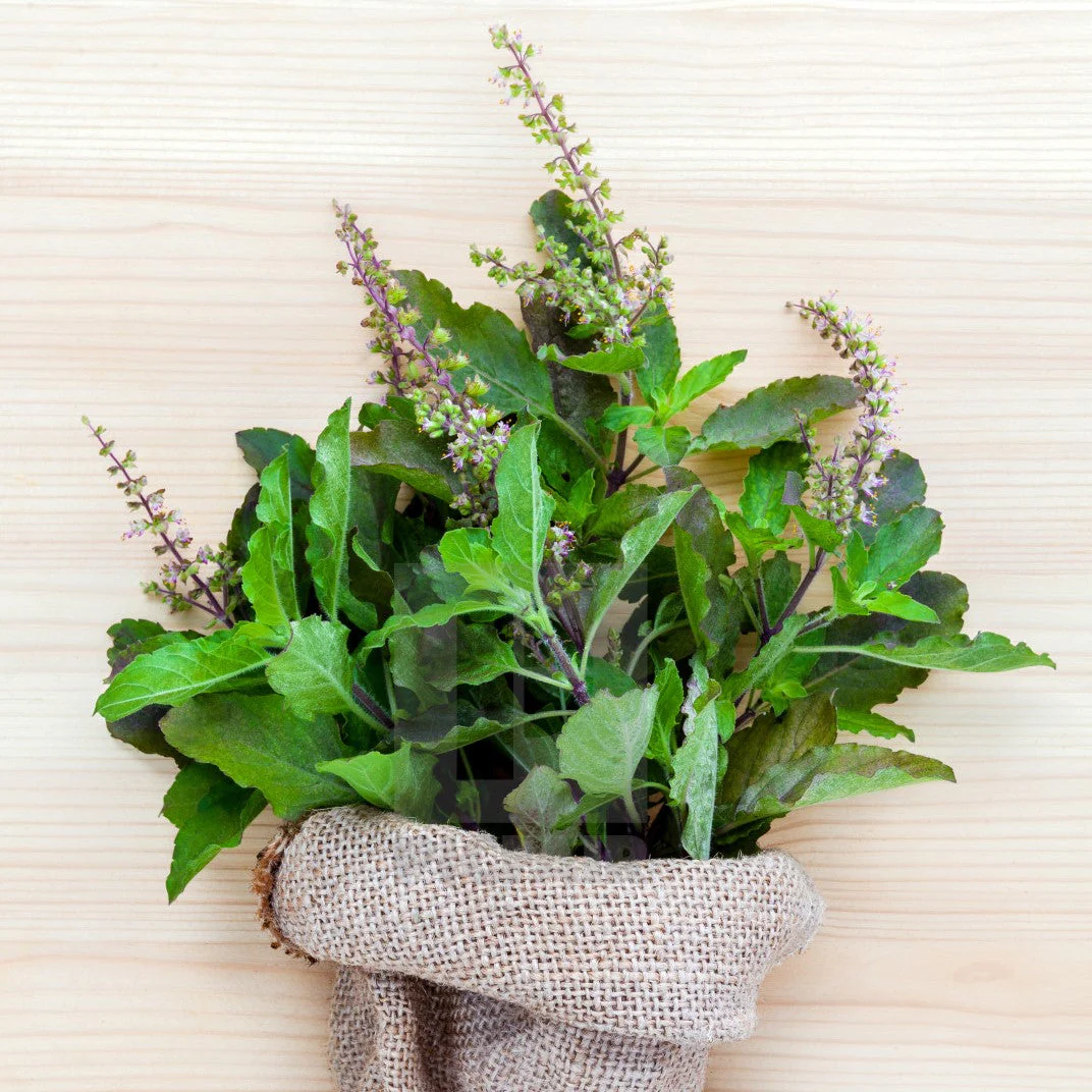Red Leaf Holy Basil - Image 6