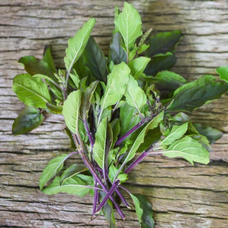 Red Leaf Holy Basil - Image 7