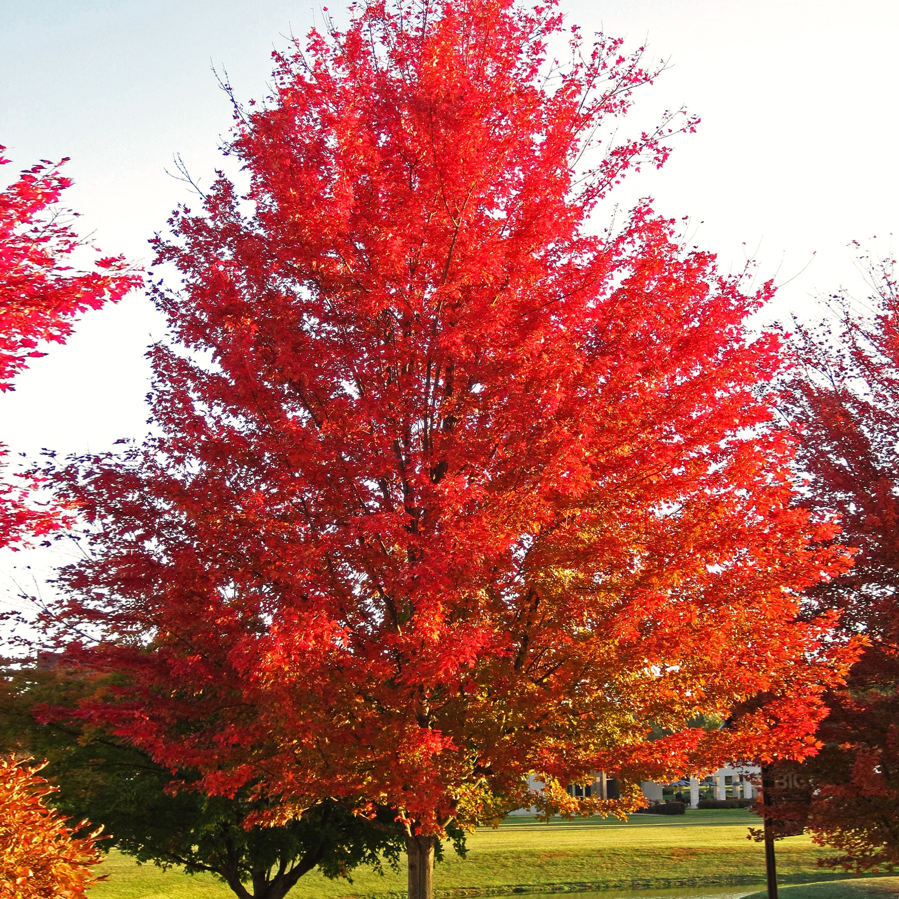 Red Maple Tree