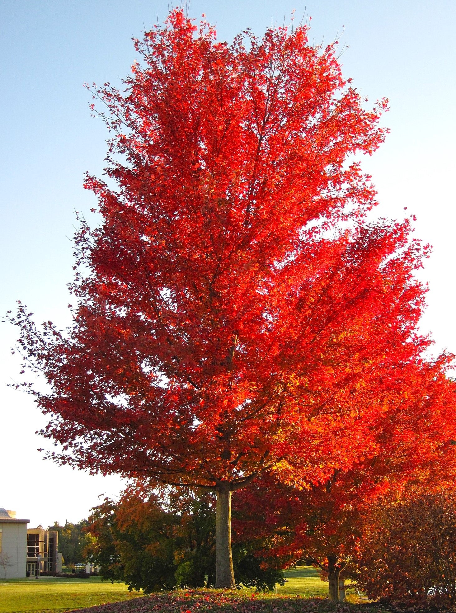 Red Maple Tree - Image 2