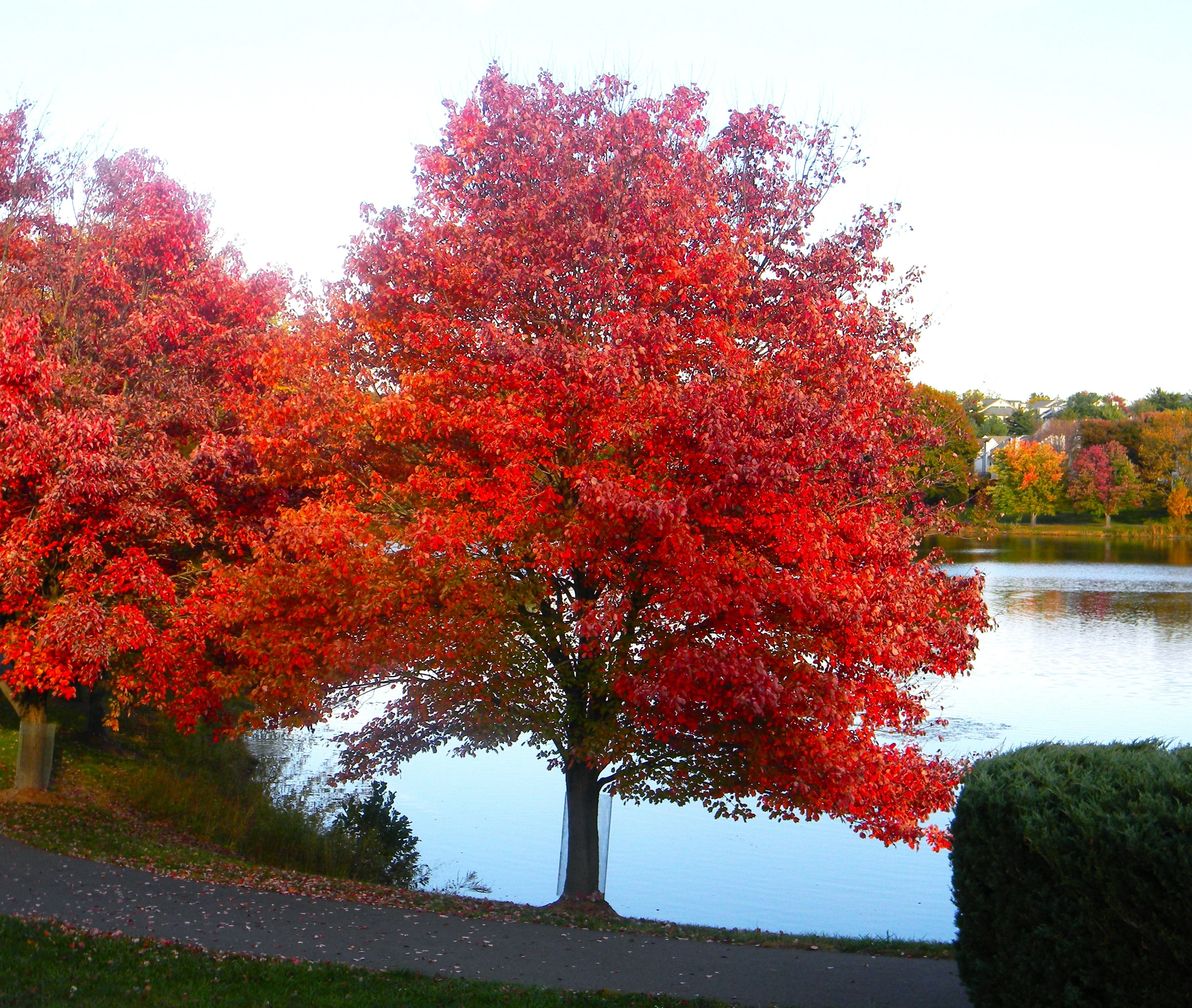 Red Maple Tree - Image 3