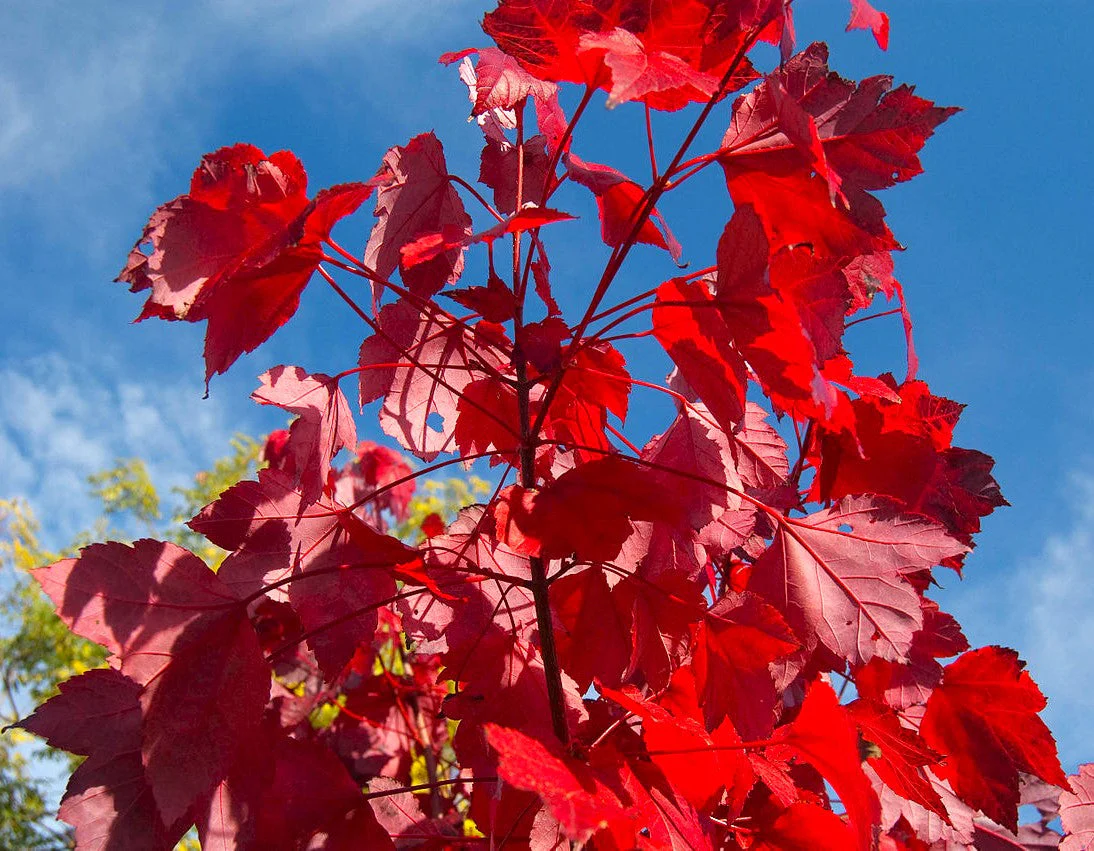 Red Maple Tree - Image 4