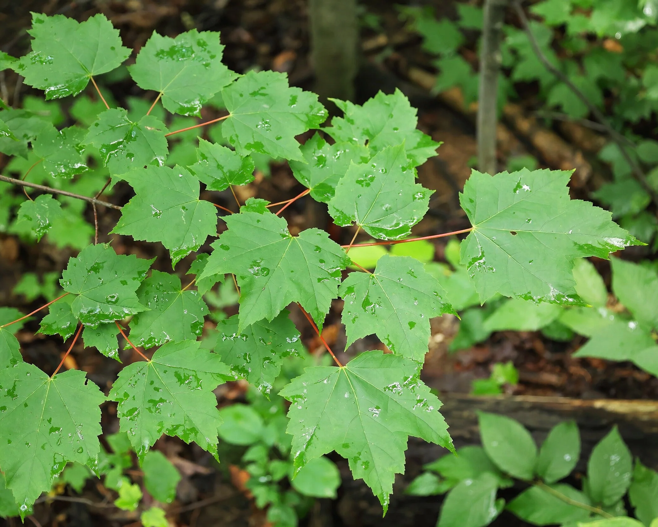 Red Maple Tree - Image 5