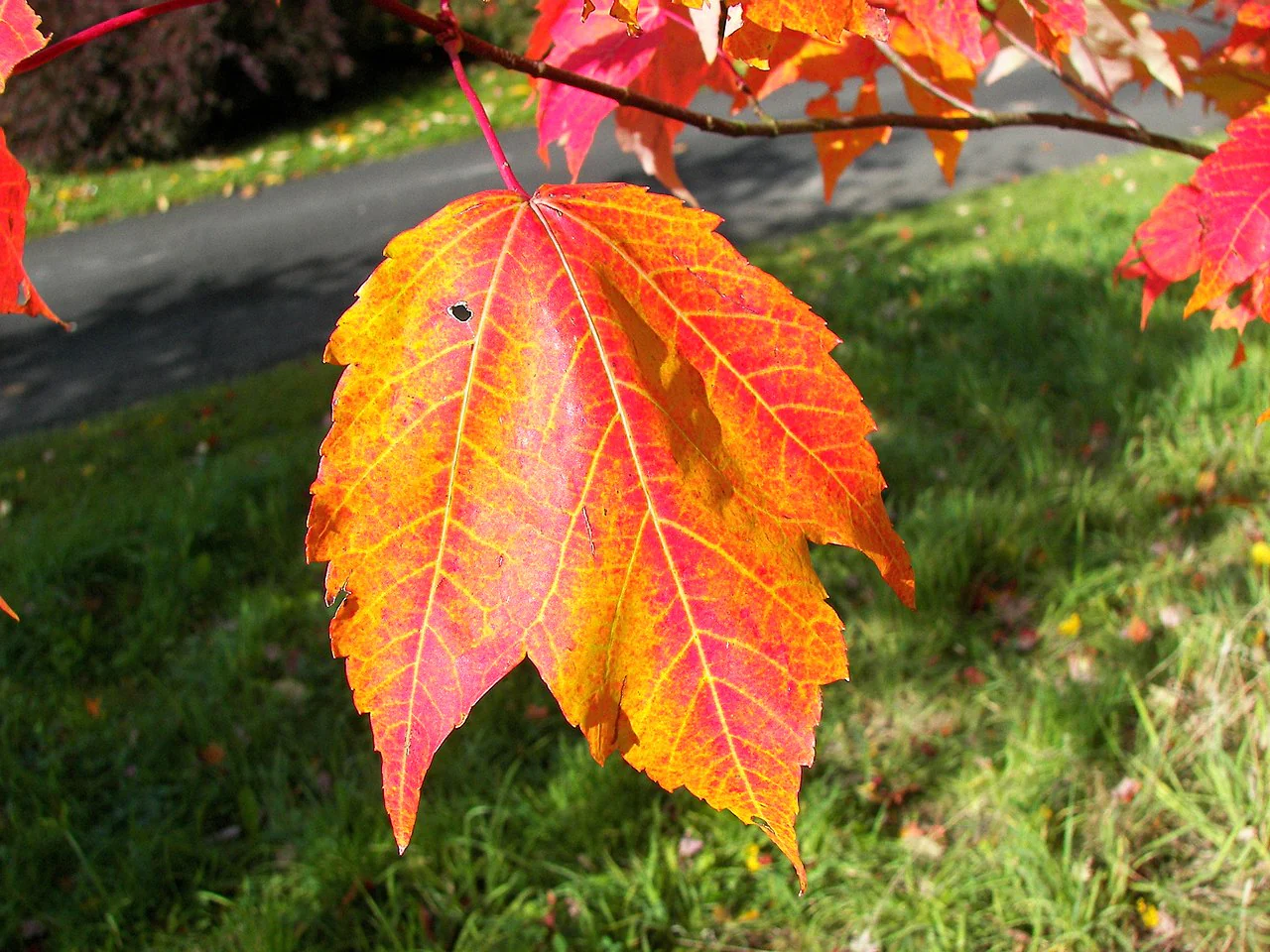 Red Maple Tree - Image 6