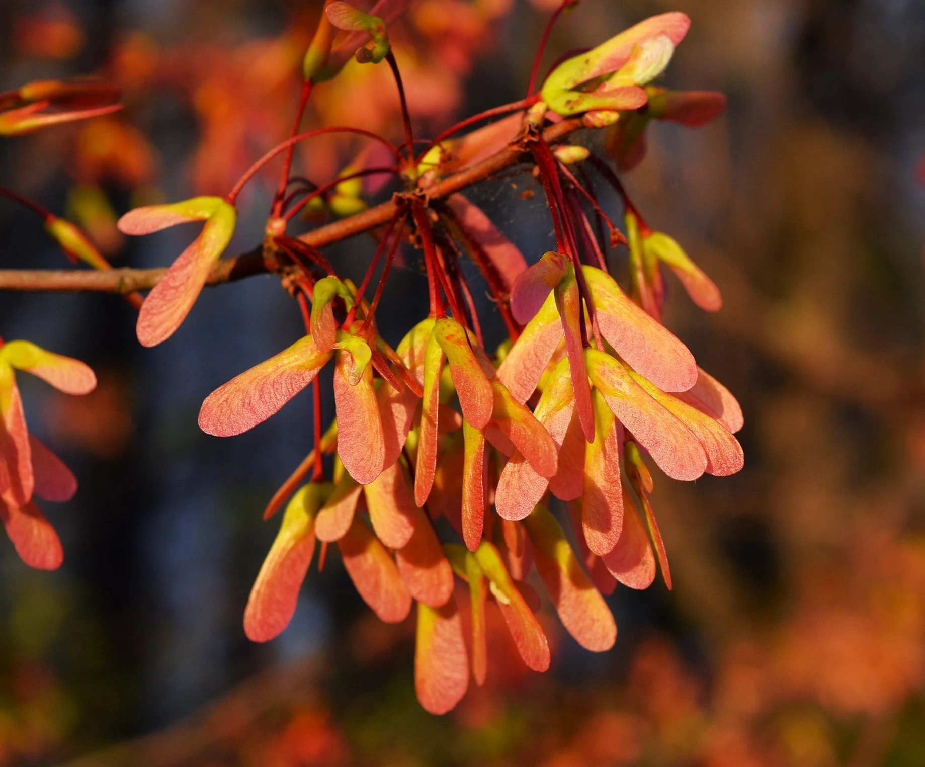 Red Maple Tree - Image 9