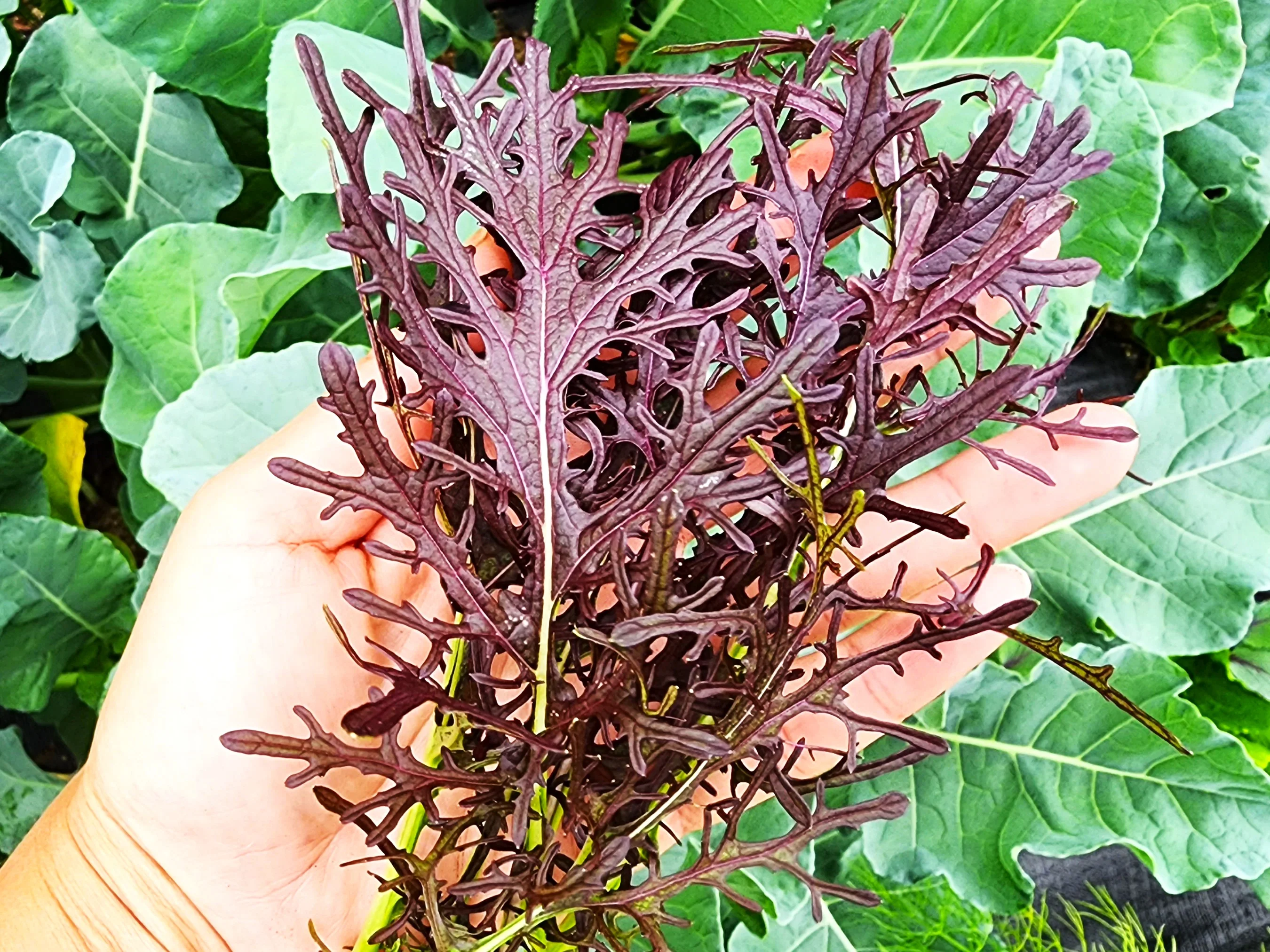 Red Mizuna Mustard Greens - Image 3