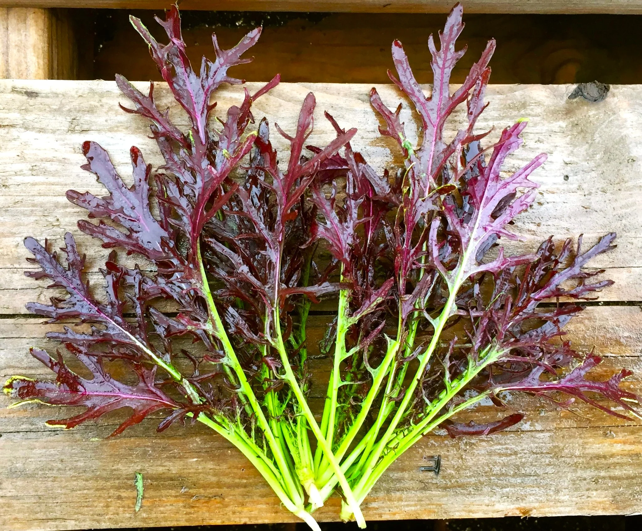 Red Mizuna Mustard Greens - Image 4
