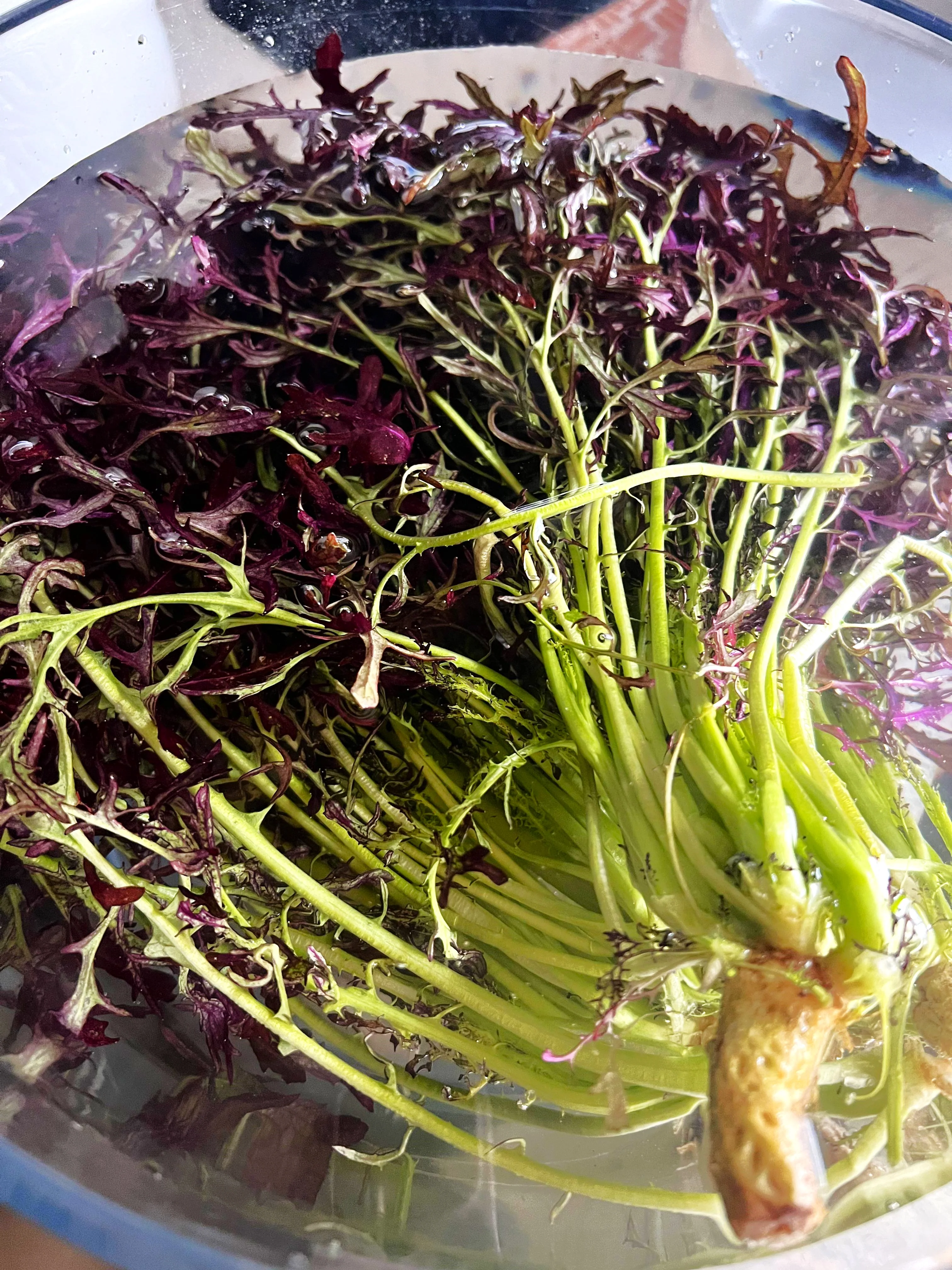 Red Mizuna Mustard Greens - Image 6