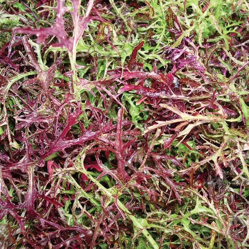 Red Mizuna Mustard Greens - Image 8