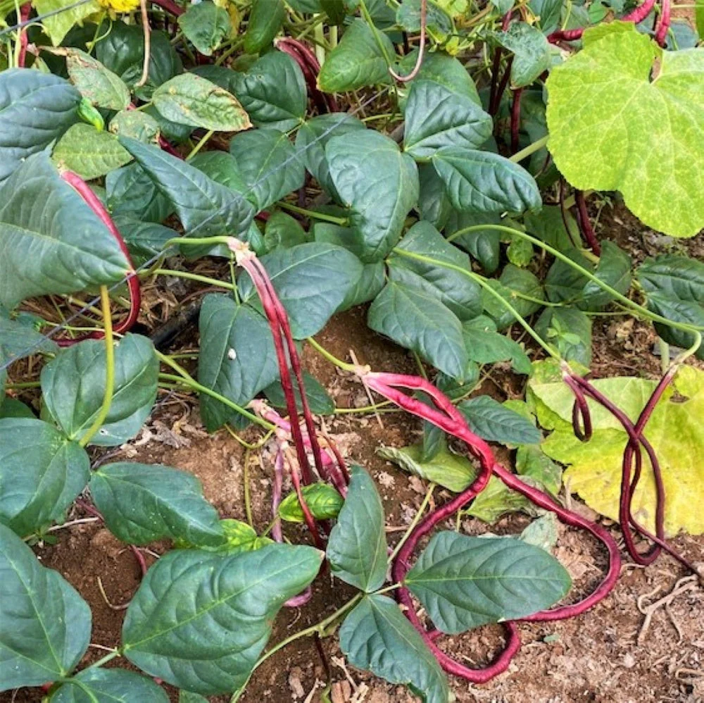 Red Noodle Yard Long Bean - Image 3