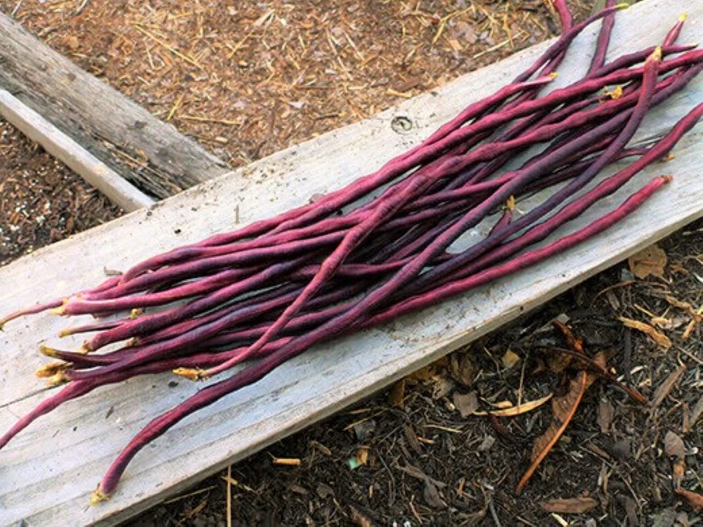 Red Noodle Yard Long Bean - Image 6