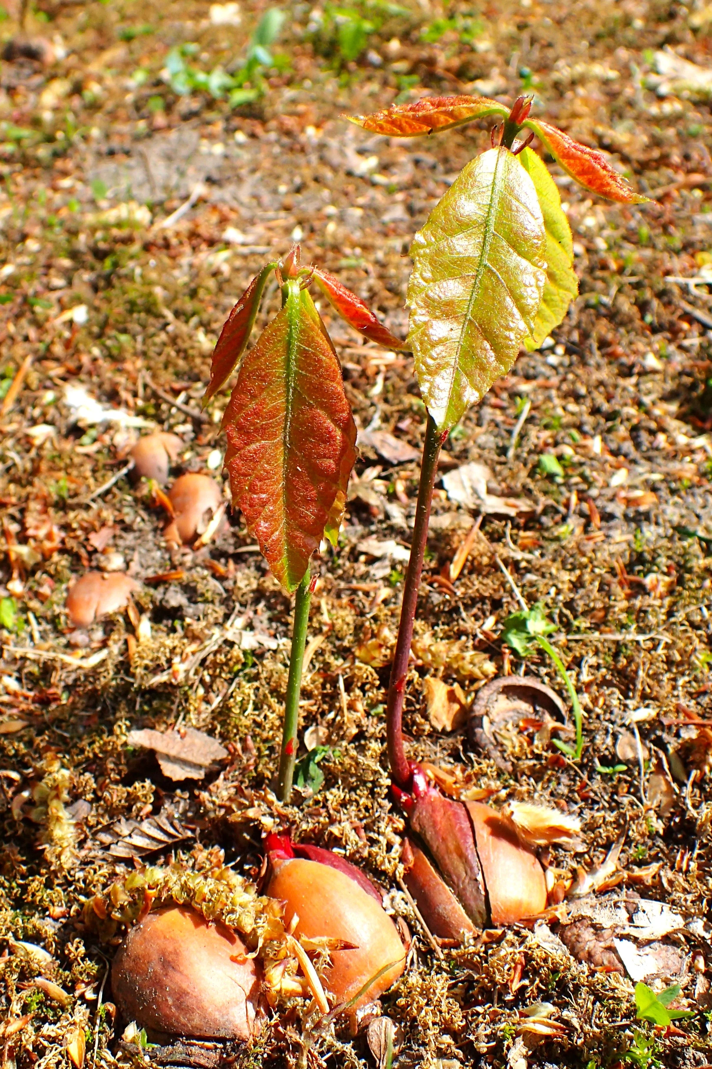 Red Oak Tree - Image 10